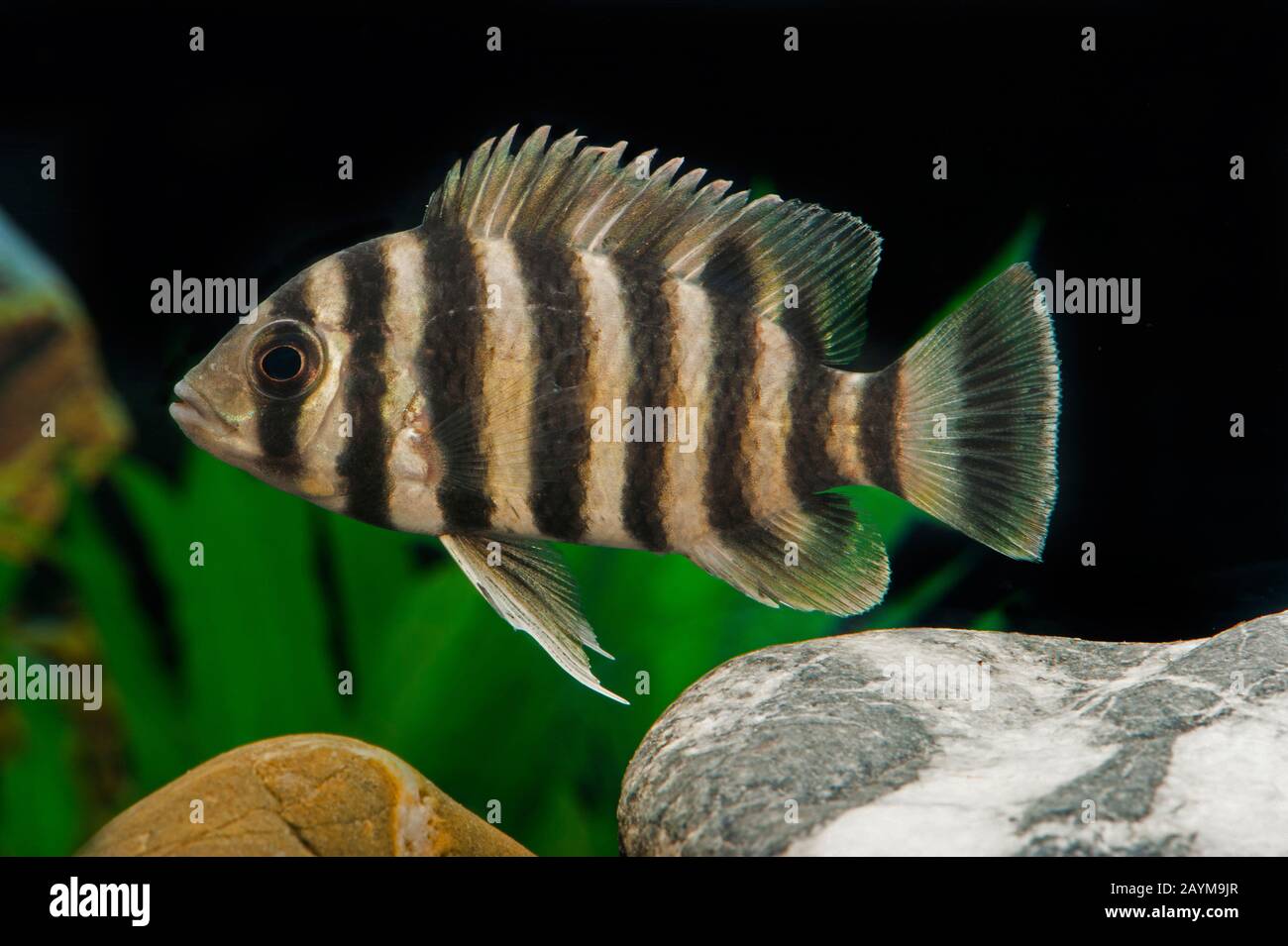 Zebra tilapia (Heterotilapia buttikoferi), side view Stock Photo Alamy