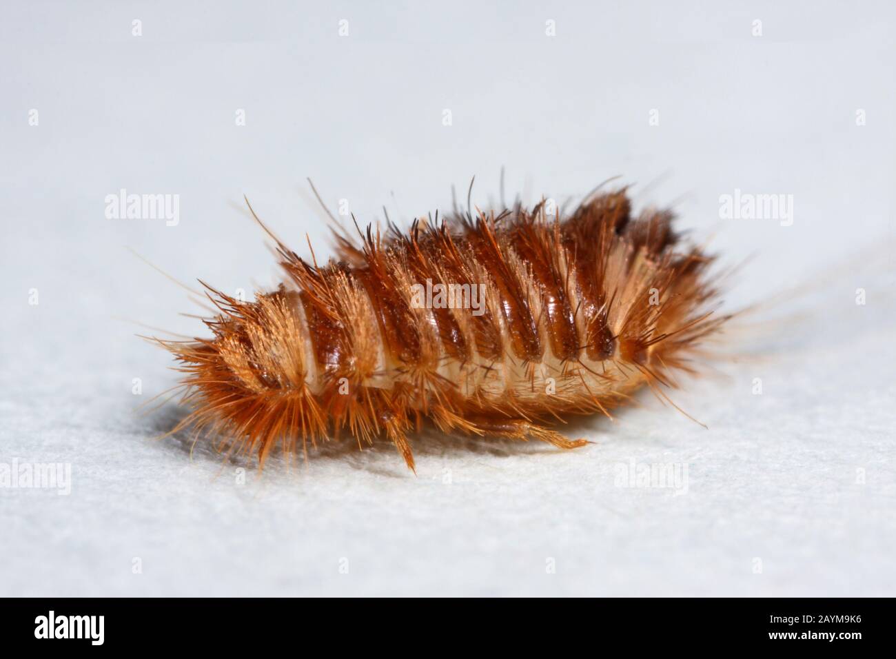 varied carpet beetle (Anthrenus verbasci), larva, Germany Stock Photo