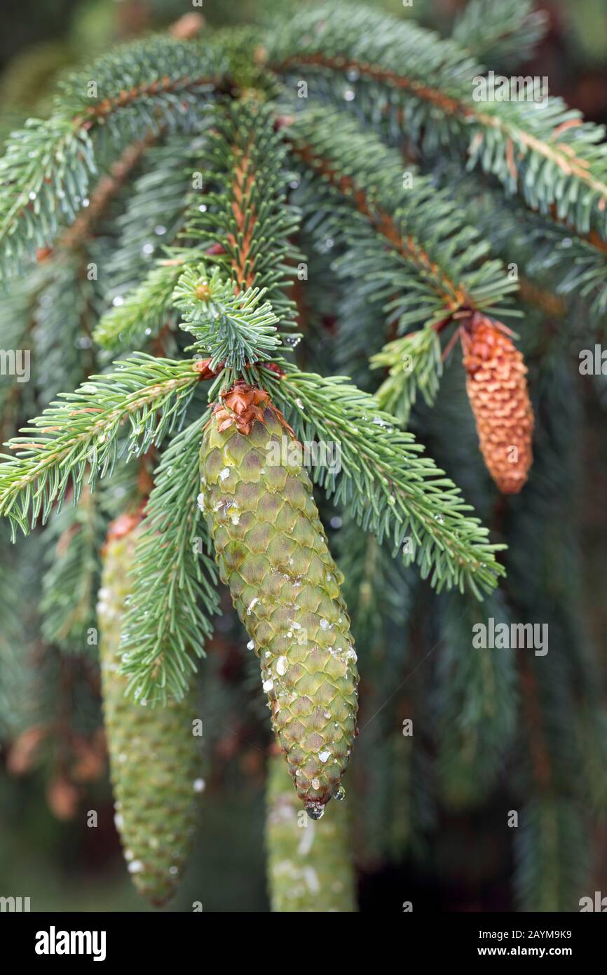 Norway spruce (Picea abies), branch iwth cones, Germany Stock Photo