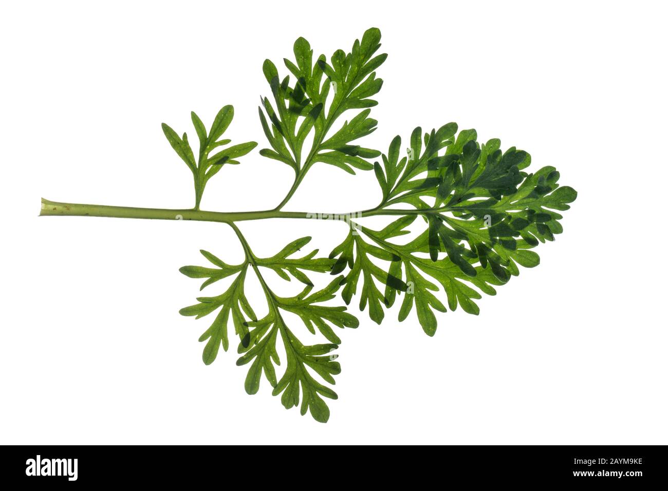 common wormwood, absinth wormwood, absinth sagewort (Artemisia absinthium), leaf, cutout, Germany Stock Photo
