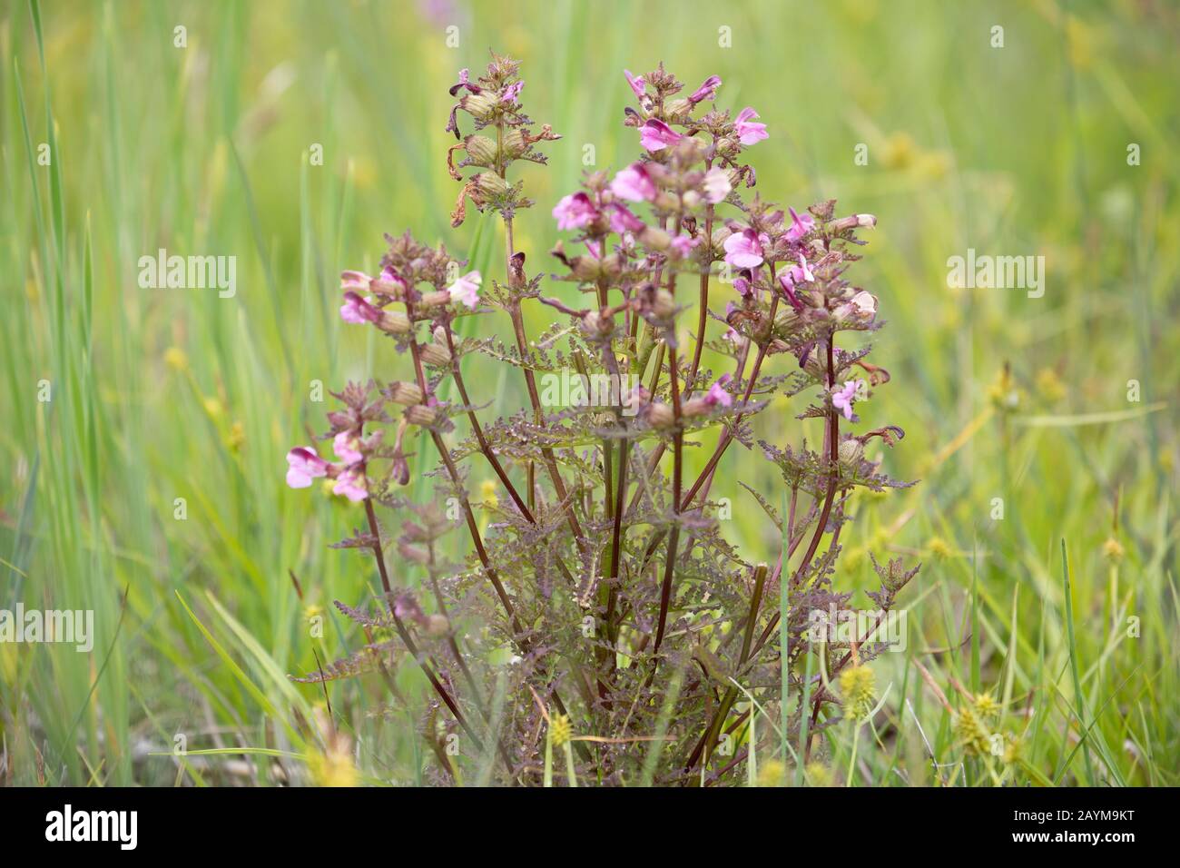 marsh lousewort, red-rattle (Pedicularis palustris), blooming, Germany, Bavaria Stock Photo