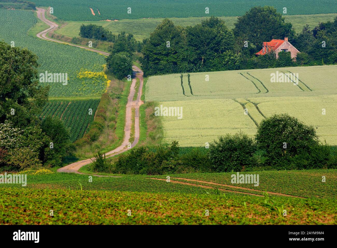 path in Flemmish Ardens, Belgium, East Flanders, Ardennes, Vlaamse Ardennen Stock Photo