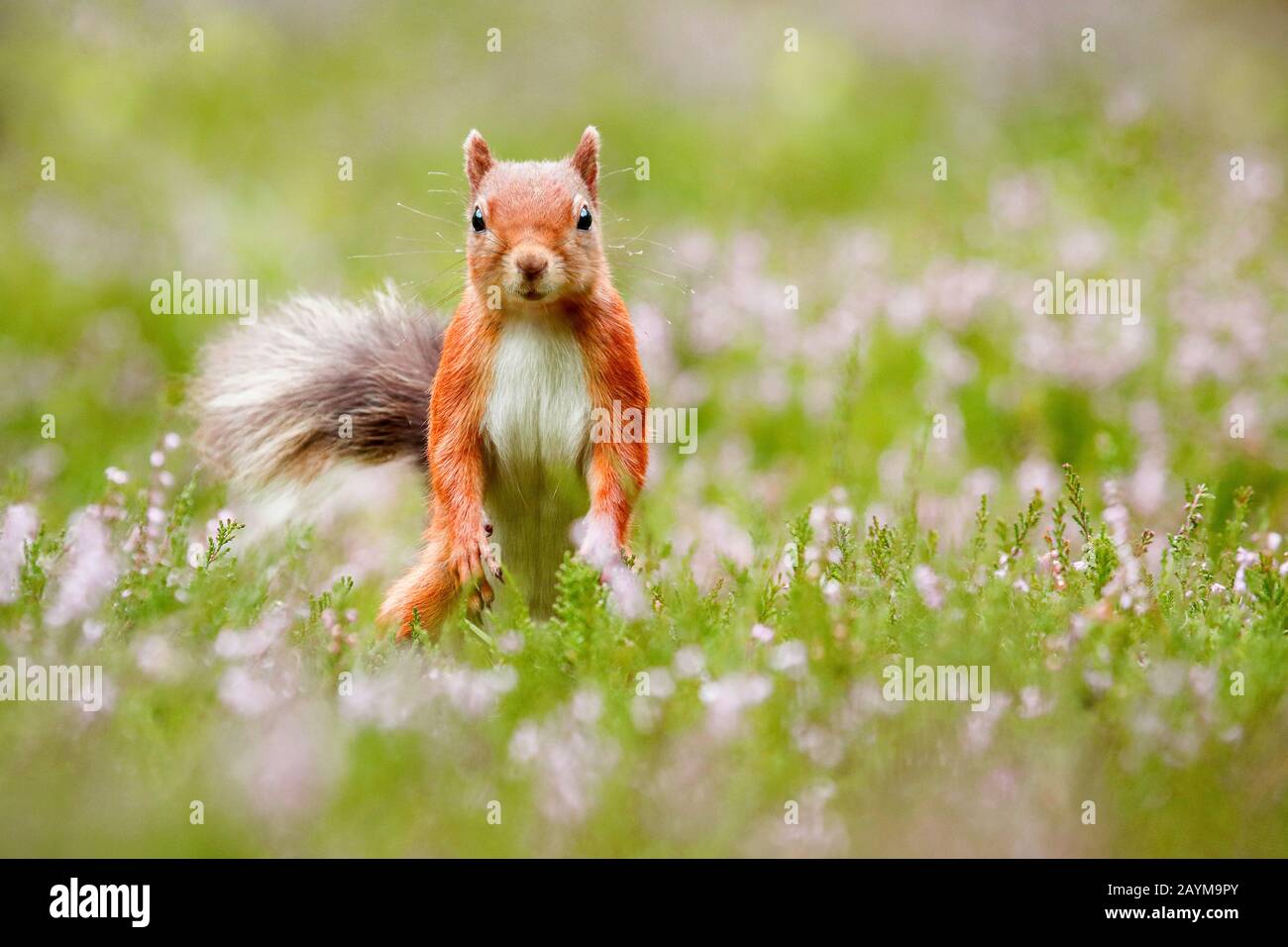 European red squirrel, Eurasian red squirrel (Sciurus vulgaris), standing erect in heath, front view, Switzerland Stock Photo