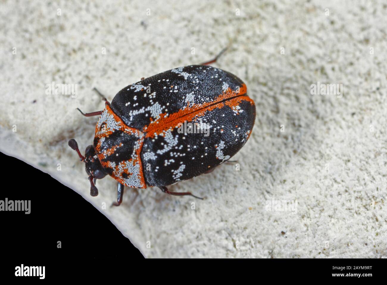 carpet beetle (Anthrenus scrophulariae), top view, Germany Stock Photo
