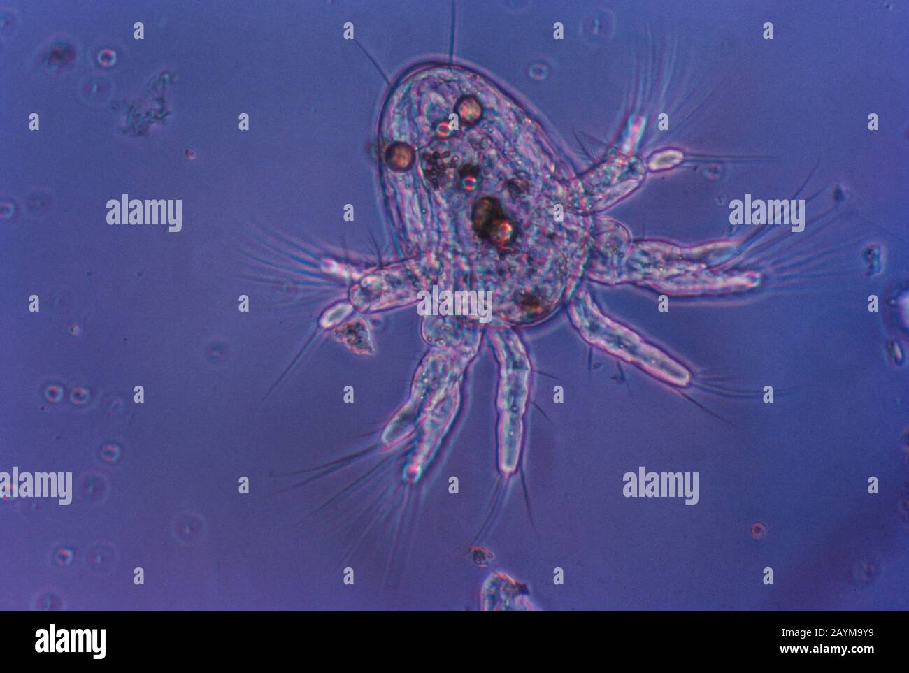 Nauplius larva, larva of the Crustacea Stock Photo