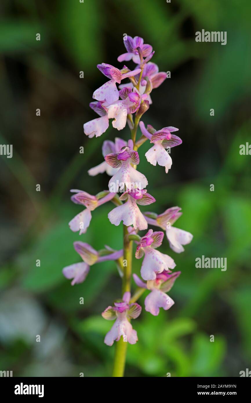 Southern Caucasian orchid, Green-veined orchid (Orchis morio subsp. caucasica, Anacamptis morio subsp. caucasica), inflorescence, Montenegro, Lake Skader National Park Stock Photo