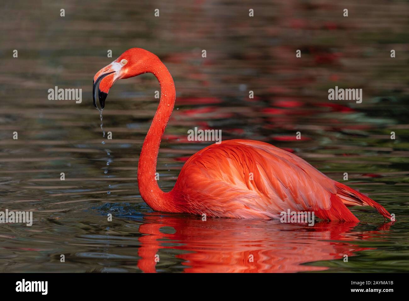 greater flamingo (Phoenicopterus roseus, Phoenicopterus ruber roseus), standing in shallow water, side view Stock Photo