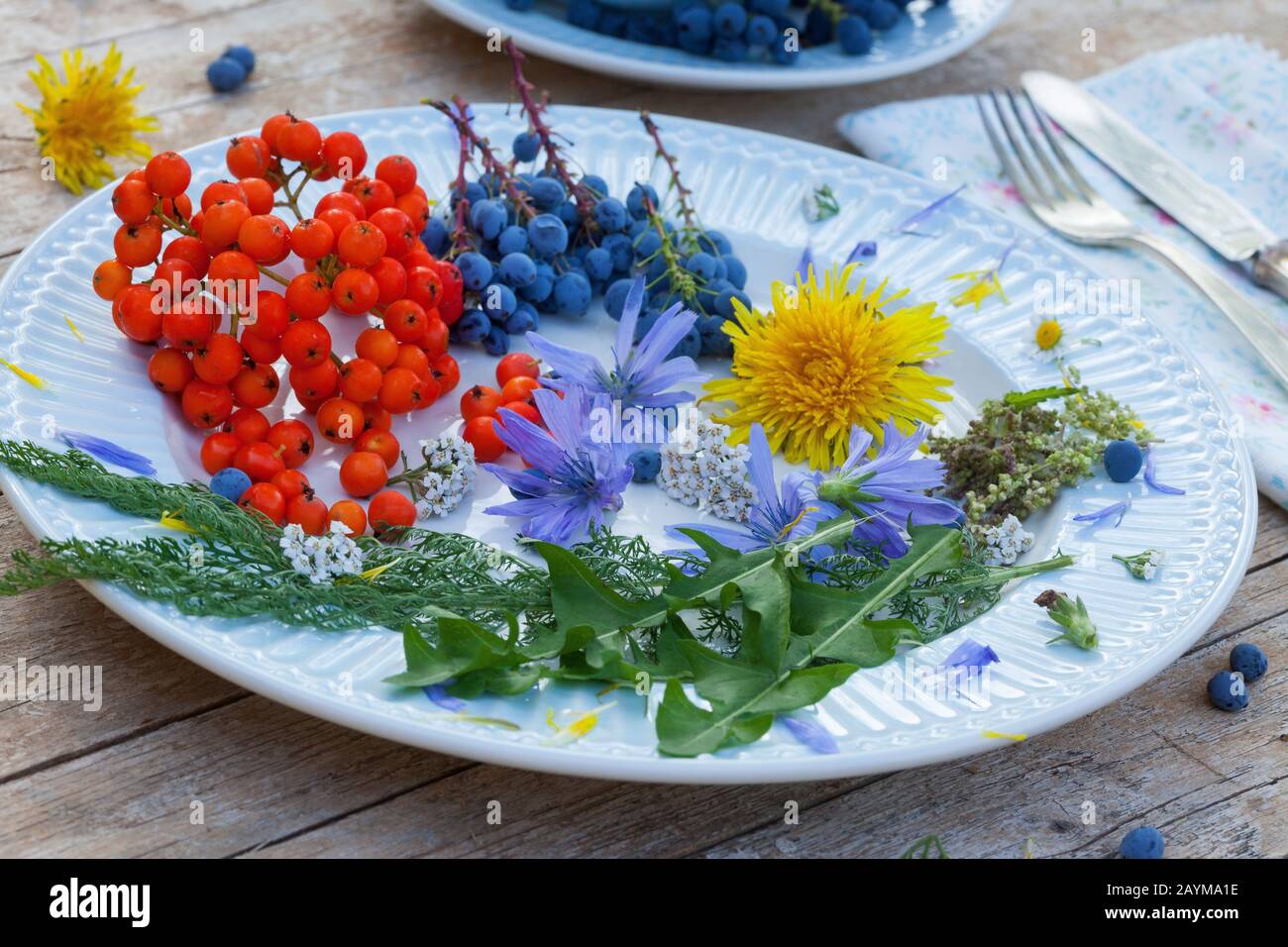 Yarrow, Common yarrow (Achillea millefolium), plate with mountain grapes and rowan tree berries, decoratet with flowers of dandelion, Yarrow and blue sailors, Germany Stock Photo