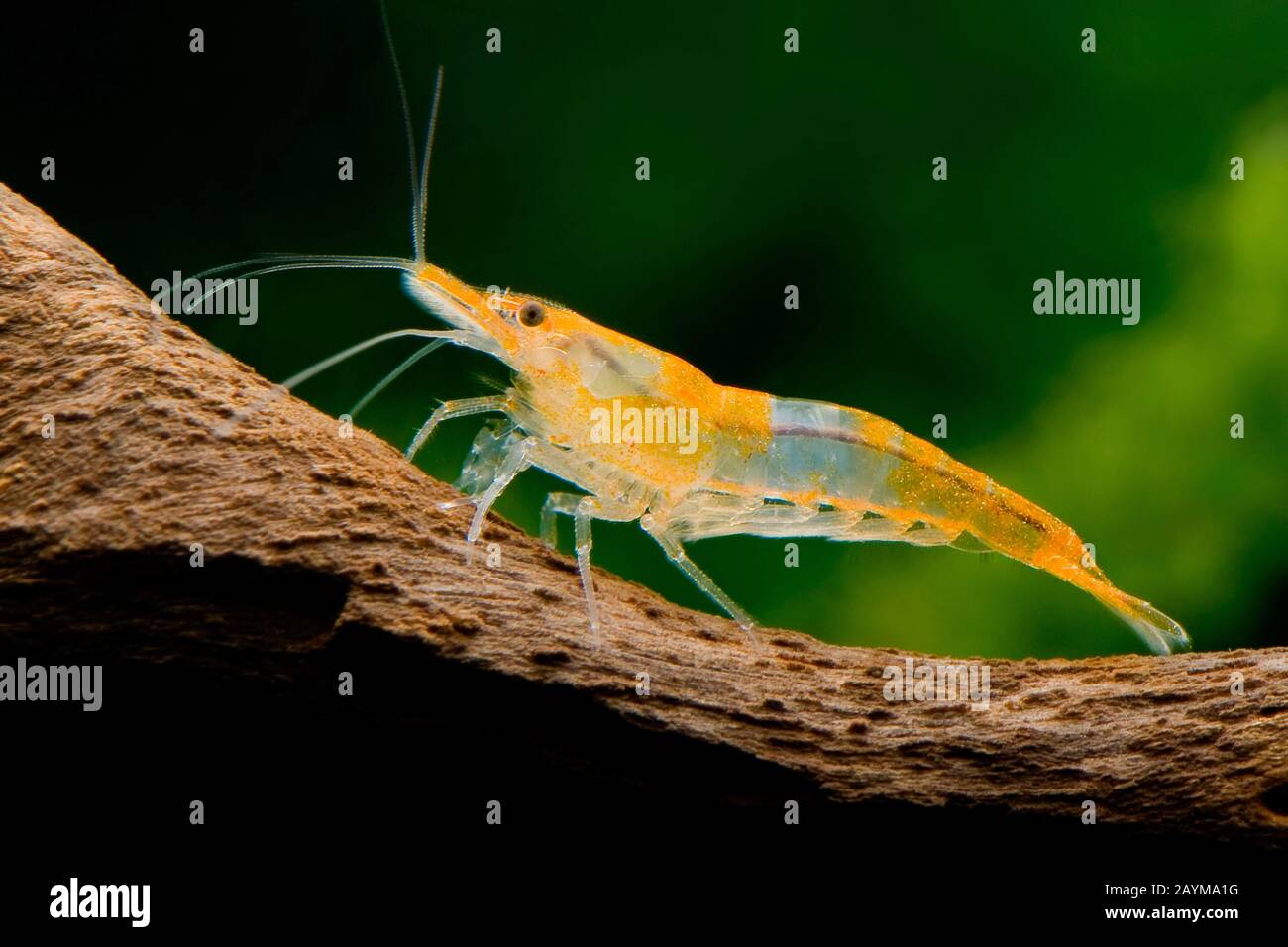 Cherry shrimp, Dwarf shrimp (Neocaridina davidi, Neocaridina heteropoda), lateral view, Orange Rili Stock Photo