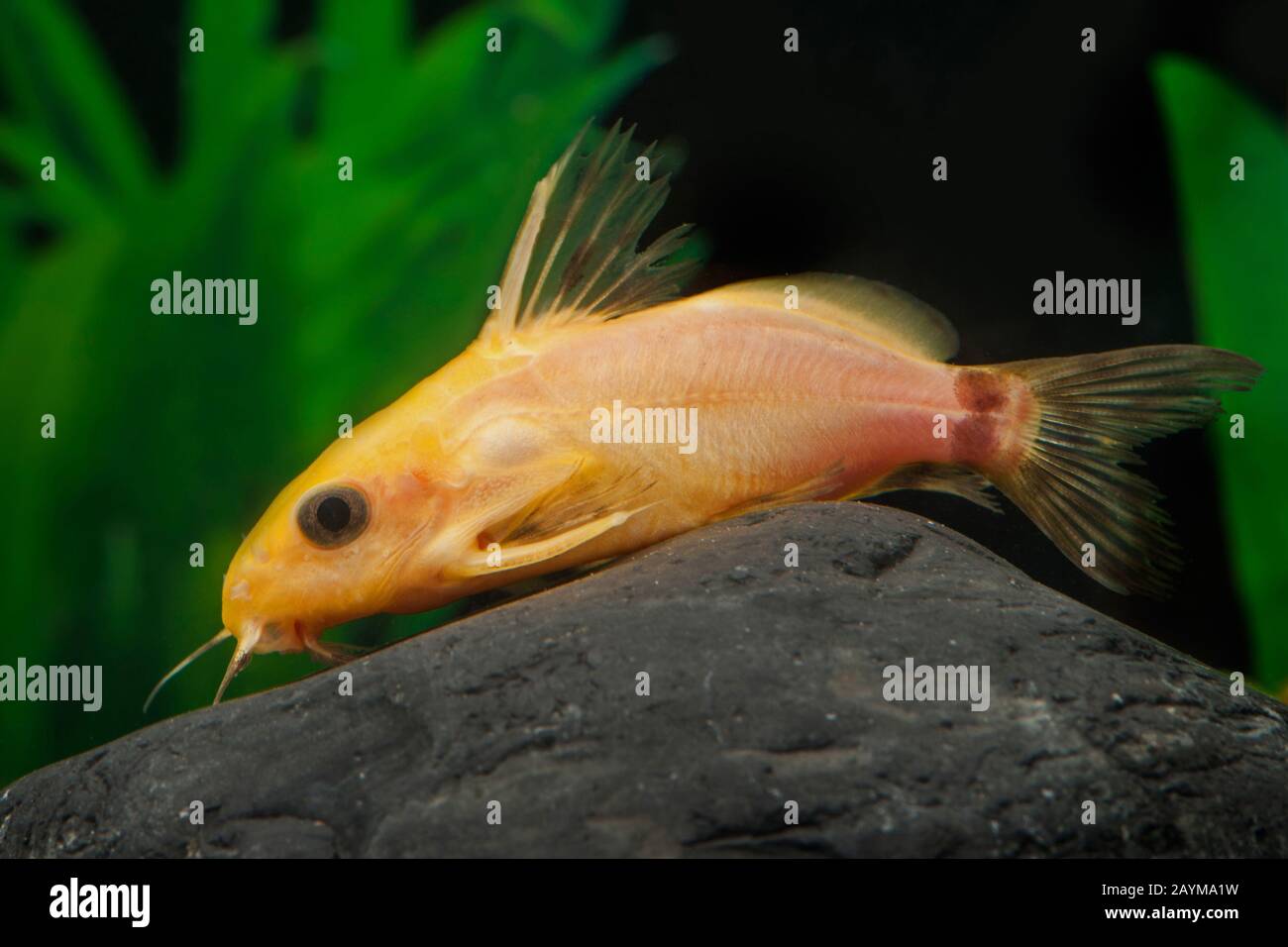 Nigerian upside down catfish (Synodontis nigrita), breed gold Stock Photo