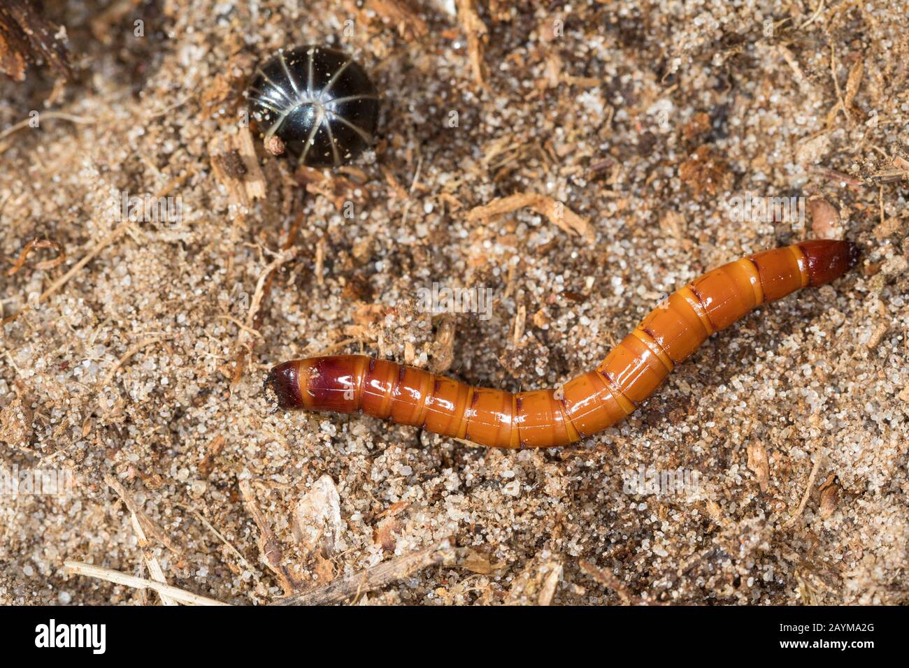 click beetles (Elateridae), larva with rolled up woodlouse, Germany Stock Photo