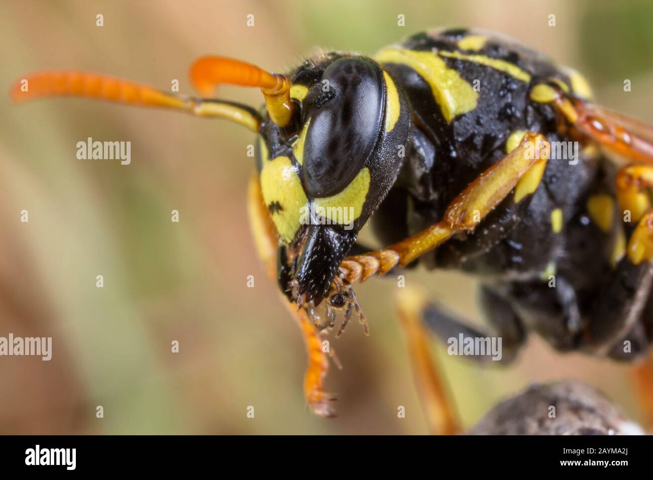 Paper wasp (Polistes gallica, Polistes dominula), cleans front legs, Germany, Bavaria, Niederbayern, Lower Bavaria Stock Photo
