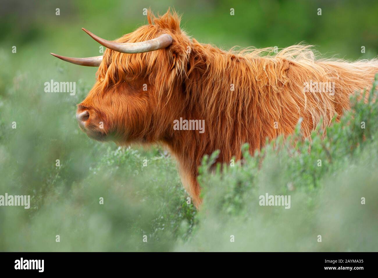 Scottish Highland Cattle, Kyloe, Highland cow, Heelan coo (Bos primigenius f. taurus), portrait, Belgium, West Flanders, De Westhoek, De Panne Stock Photo