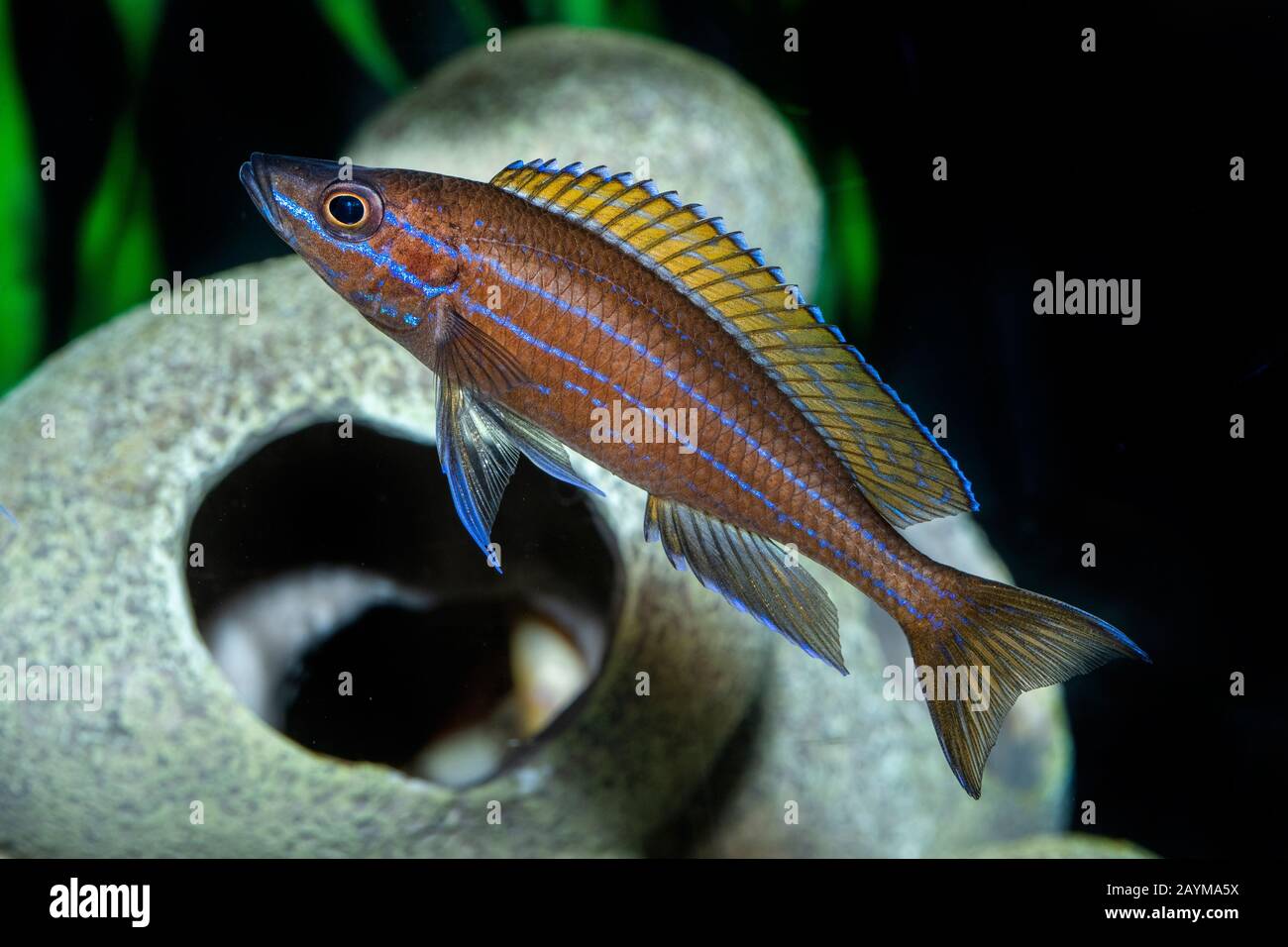black-fin cichlid (Cyprichromis brieni, Paracyprichromis nigripinnis), in aquarium Stock Photo
