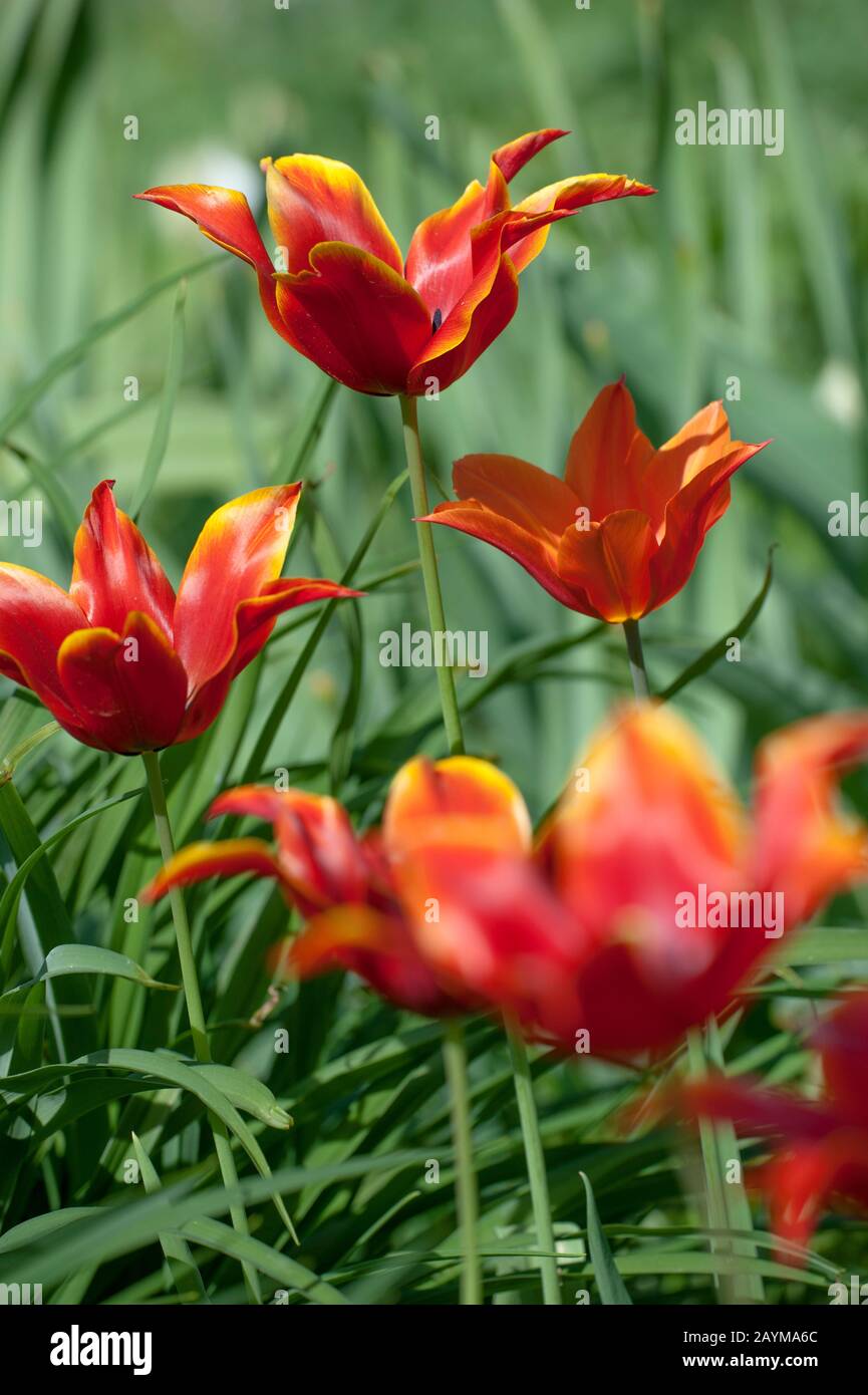 common garden tulip (Tulipa 'Queen of Sheba', Tulips Queen of Sheba), cultivar Queen of Sheba Stock Photo