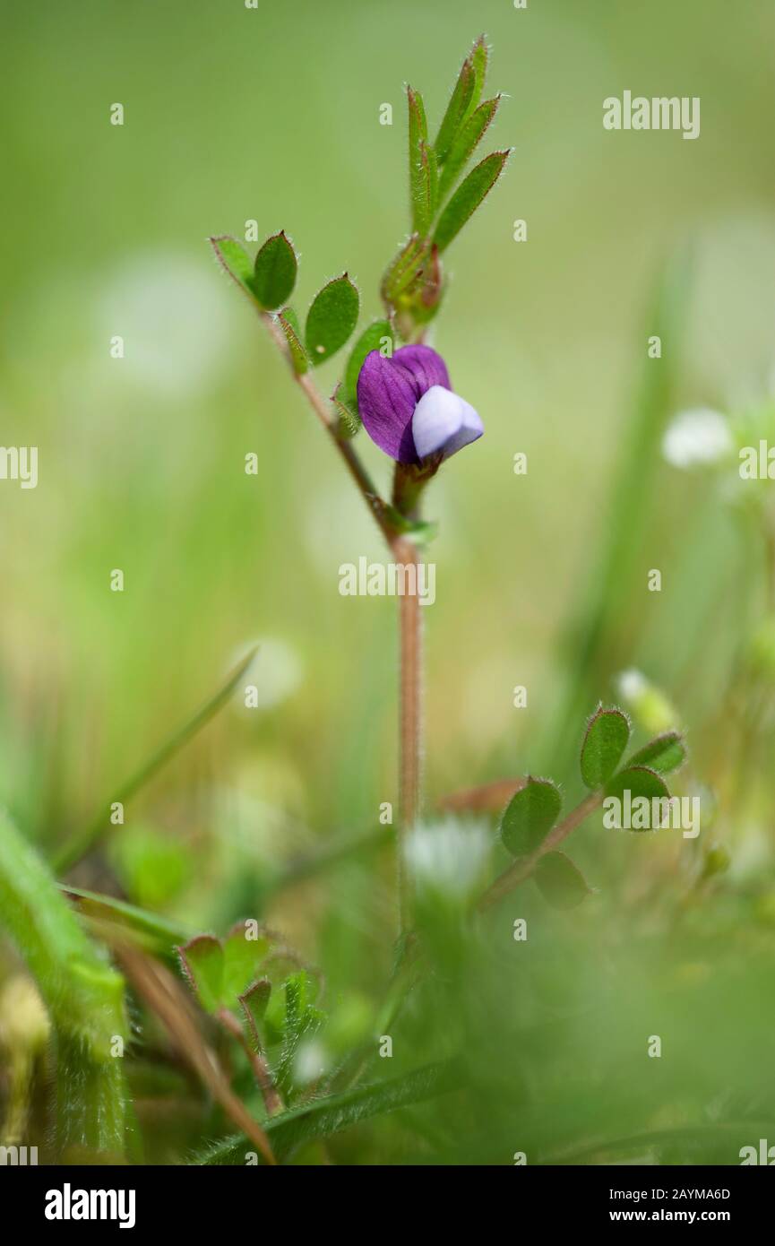 spring vetch (Vicia lathyroides), blooming, Germany Stock Photo