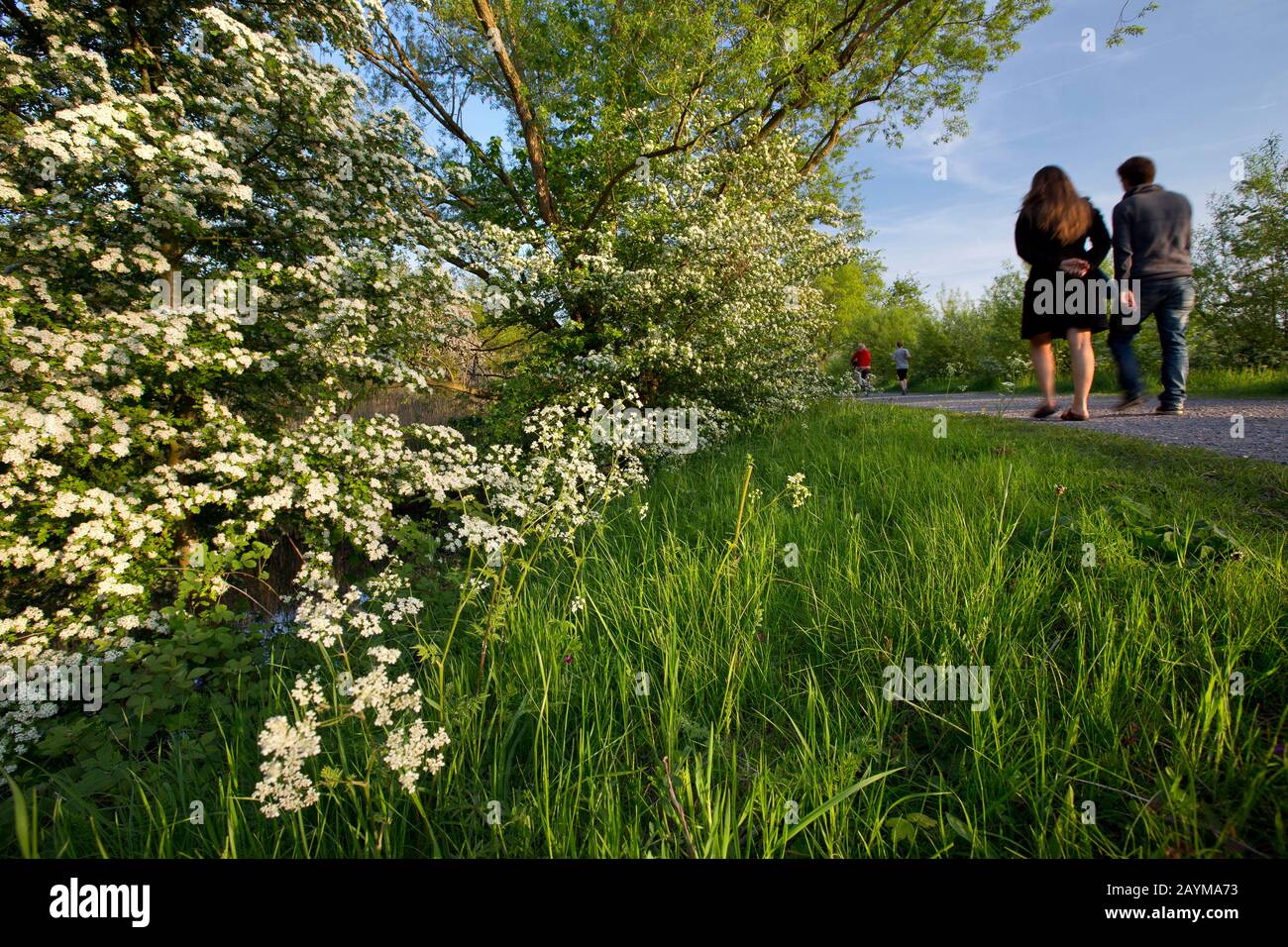 common hawthorn, singleseed hawthorn, English hawthorn (Crataegus monogyna), walkers in Bourgoyen nature reserve, Belgium, East Flanders, Bourgoyen-Ossemeersen Stock Photo