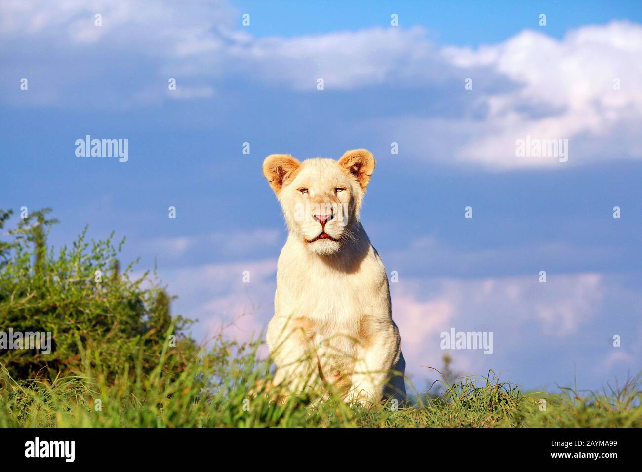 lion (Panthera leo), young white lion, South Africa Stock Photo