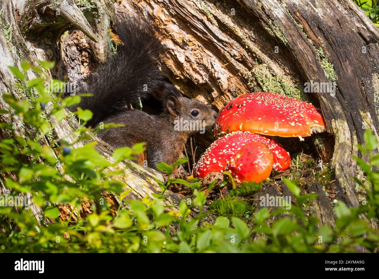 European red squirrel, Eurasian red squirrel (Sciurus vulgaris), sniffs at fly agarics, Switzerland, Grisons Stock Photo