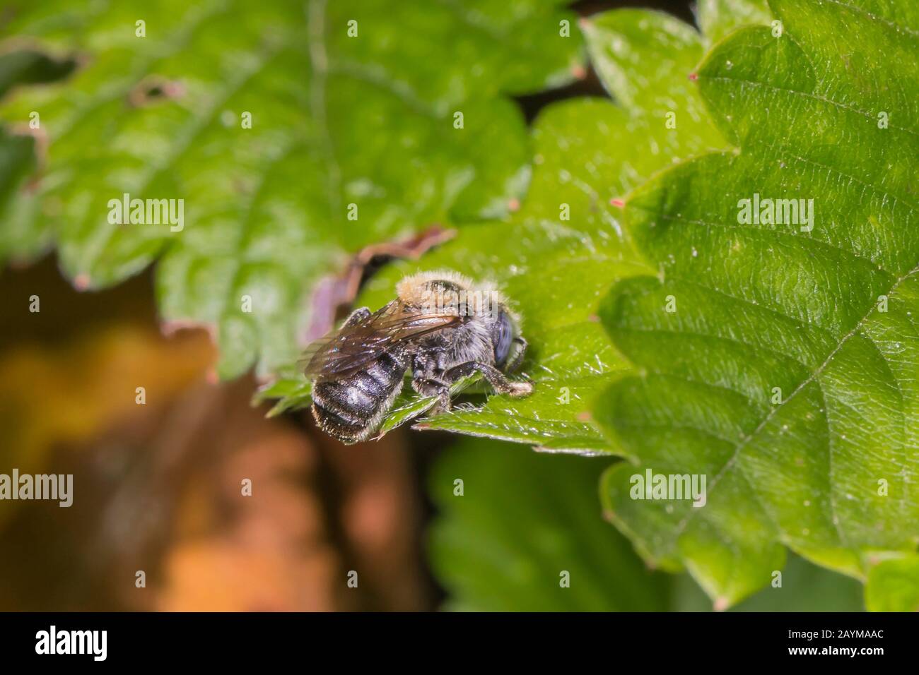 leafcutting bees, leaf-cutter bees (Megachilidae), cuts parts of a leaf, Germany, Bavaria, Niederbayern, Lower Bavaria Stock Photo