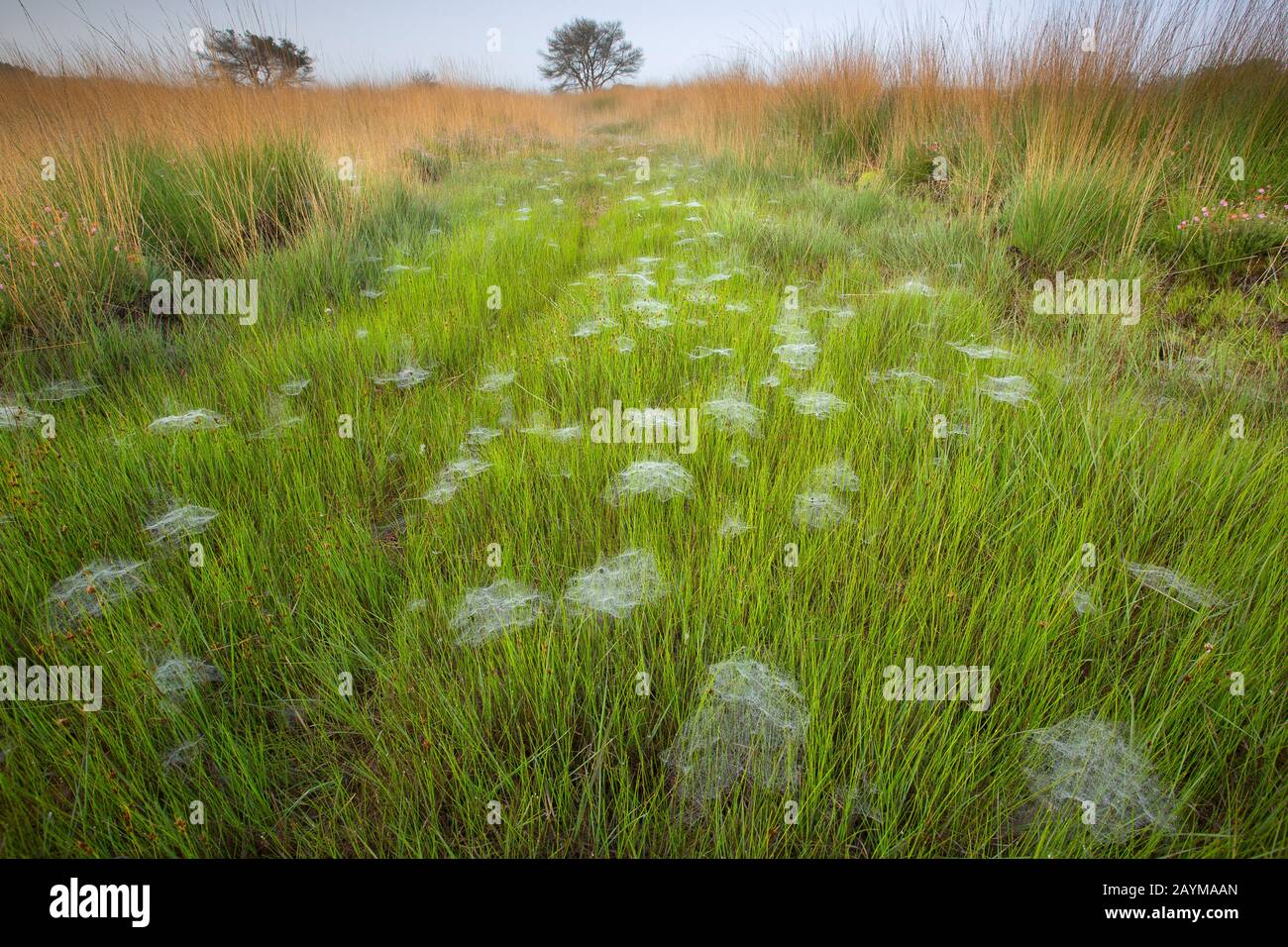 purple moor-grass (Molinia caerulea), wetland in Kalmthoutse Heath, Belgium, Kalmthout Stock Photo