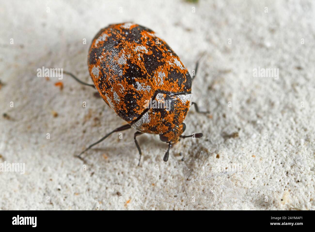 varied carpet beetle (Anthrenus verbasci), on a stone, Germany Stock Photo