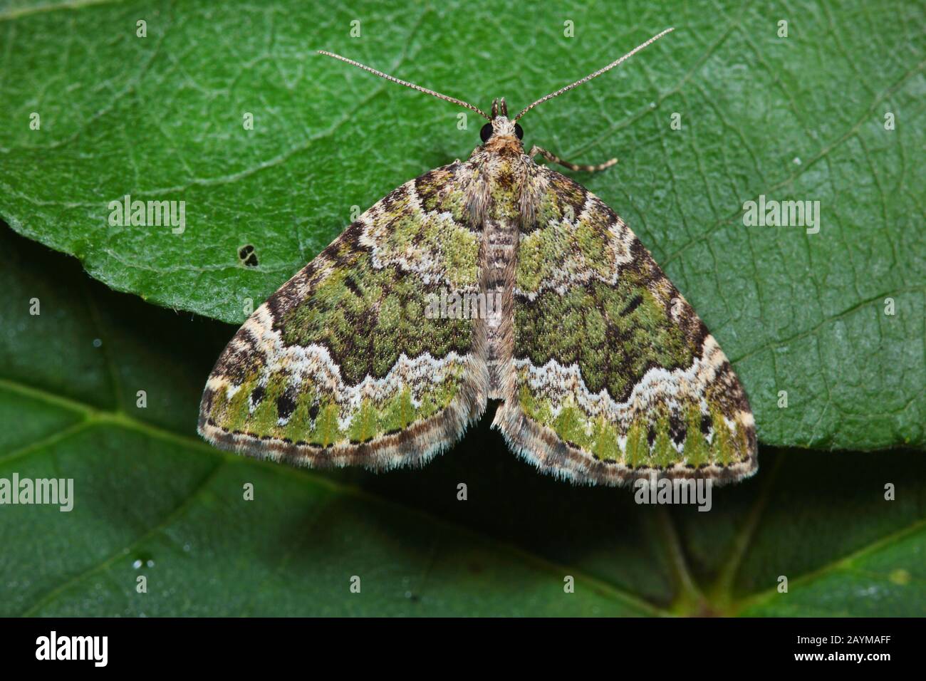 beech-green carpet (Colostygia olivata), sits on a leaf, Germany Stock Photo