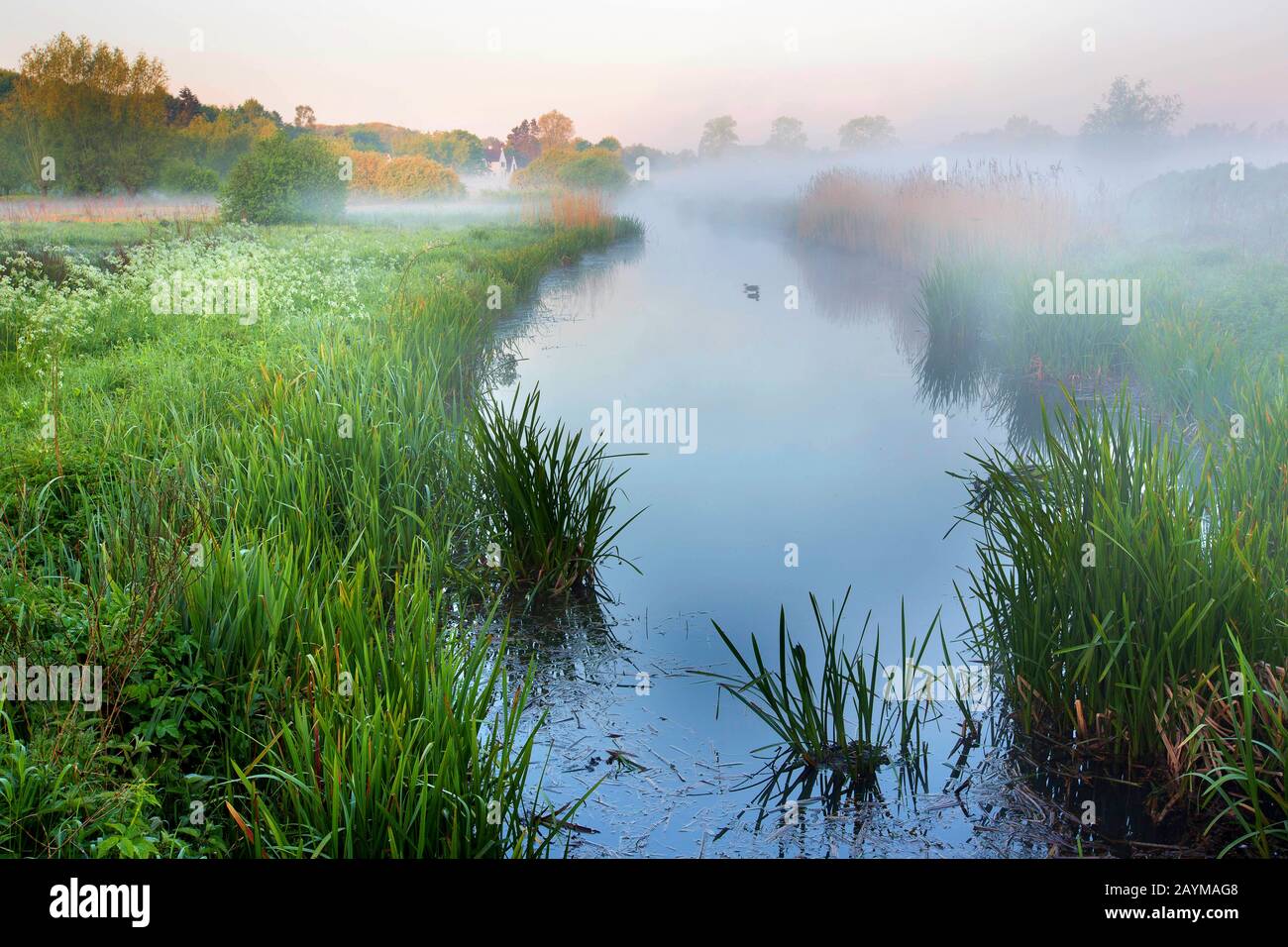 reed sweetgrass, great manna grass, reed meadowgrass (Glyceria maxima