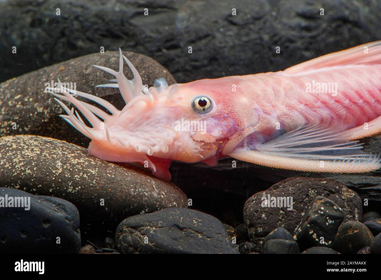Bristlemouth Catfish (Ancistrus spec. Snow White), Snow White Stock Photo