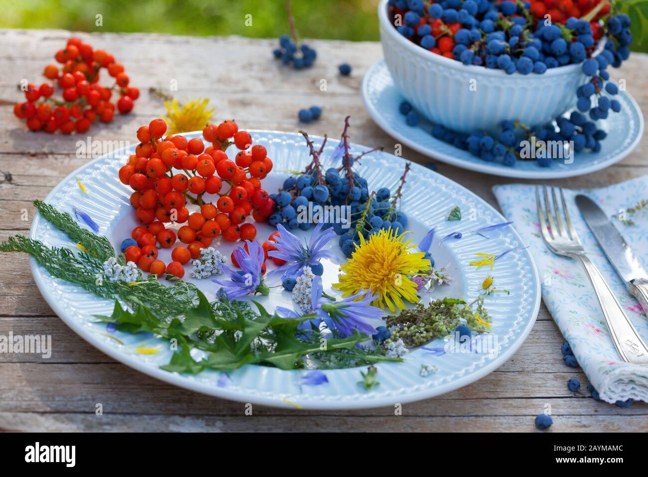 Yarrow, Common yarrow (Achillea millefolium), plate with mountain grapes and rowan tree berries, decoratet with flowers of dandelion, Yarrow and blue sailors, Germany Stock Photo