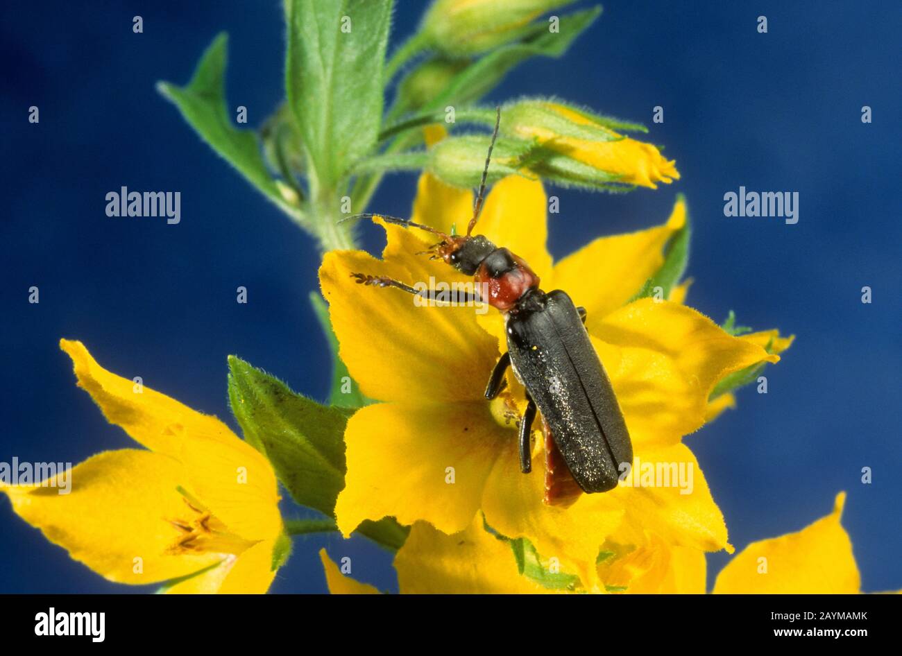 common cantharid, common soldier beetle (Cantharis fusca), on a yellow flower, Germany Stock Photo