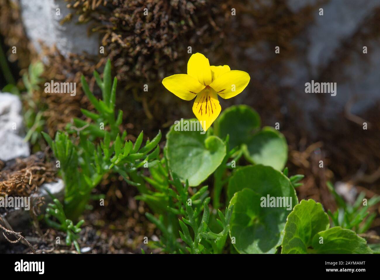 Yellow wood violet, Alpine yellow-violet, Twoflower violet (Viola biflora), bluehend, Germany, Bavaria Stock Photo