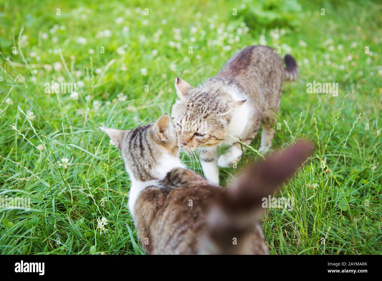 two cats sniff each other at a meeting Stock Photo Alamy