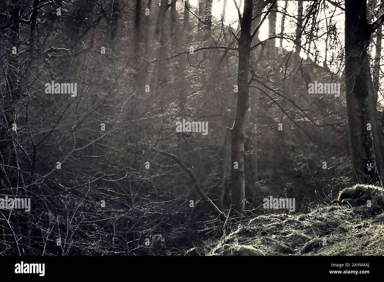 wooded valley in the Noth York Moors Stock Photo