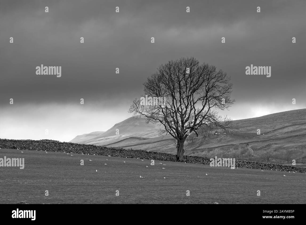 Isolated tree on the North York Moors with fields and drystone walls Stock Photo