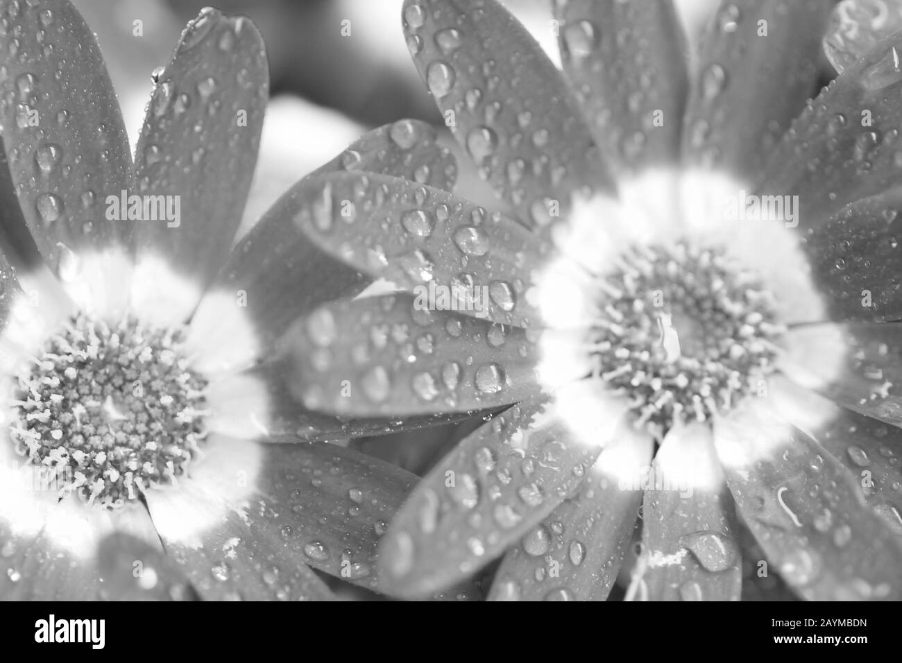 Macro details of Cineraria flowers with water droplets in monochrome Stock Photo