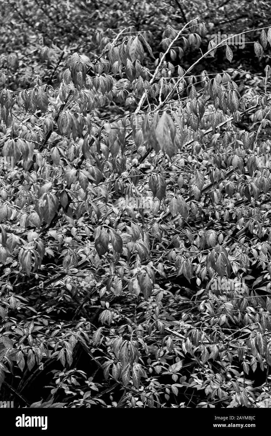 Foliage trees leaves Black and White Stock Photos & Images - Alamy