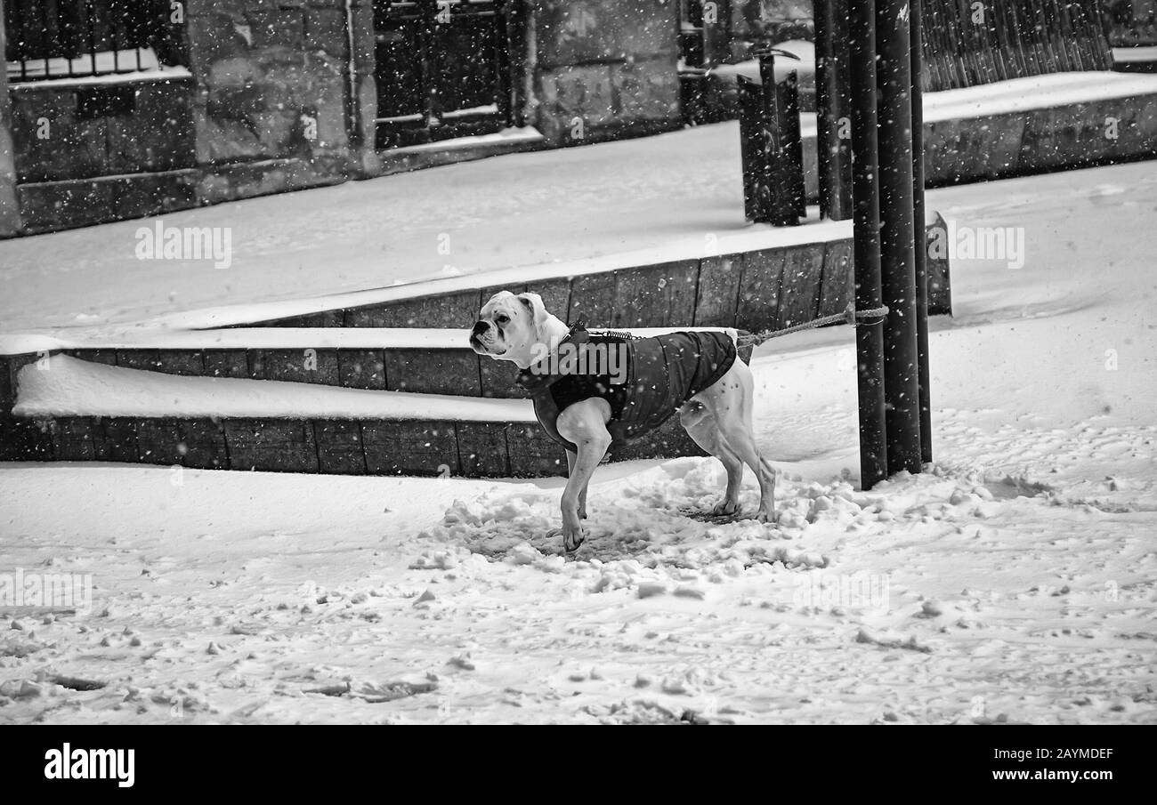 Frozen dog face Black and White Stock Photos & Images Alamy