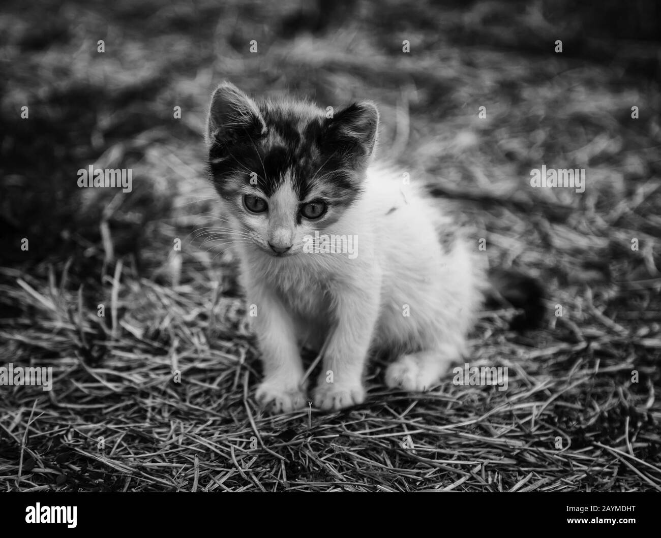 Stray puppy cat, animals and pets Stock Photo