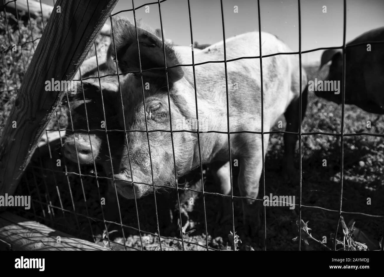 Pigs in animal farm, nature and food industry Stock Photo