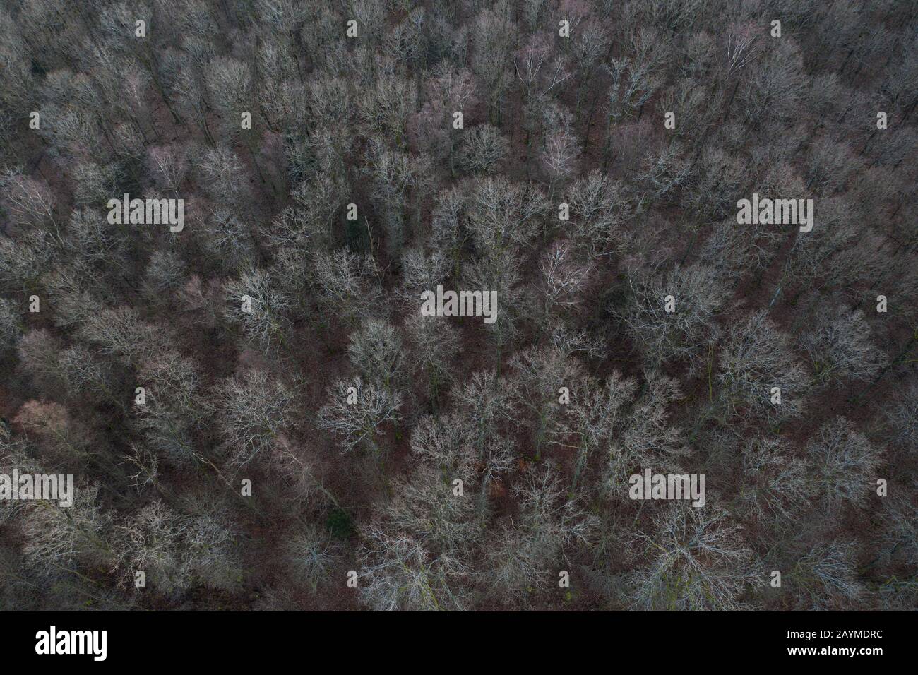 winter forst trees from above background Stock Photo - Alamy