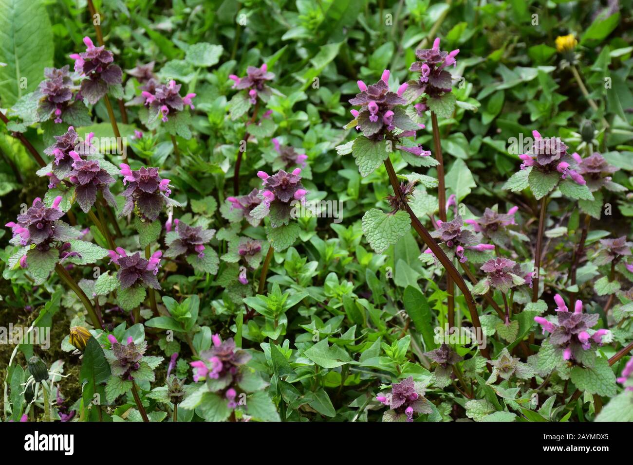 Field plants in grass and lilac flowers Stock Photo - Alamy