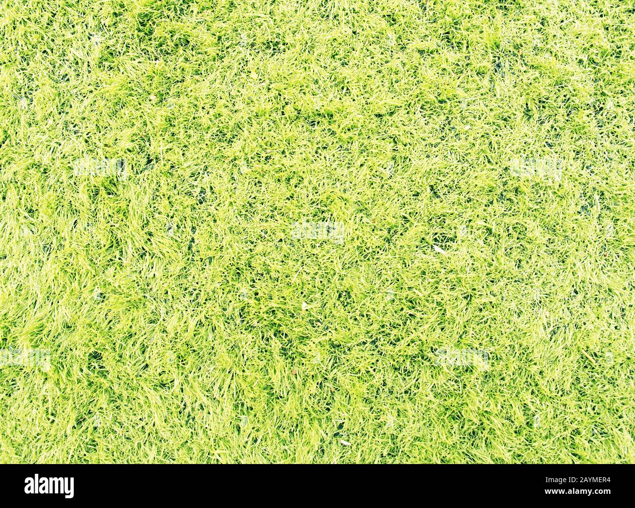 PVC Grass used on sports fields for soccer and football. Closedup of