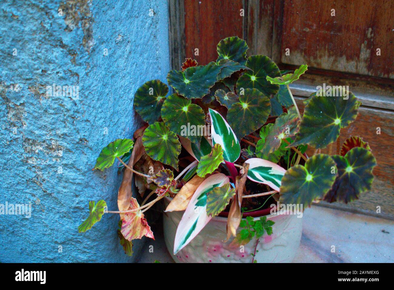 Begonia rex and Stromanthe thalia on apartment step in Miragaia Porto Stock Photo