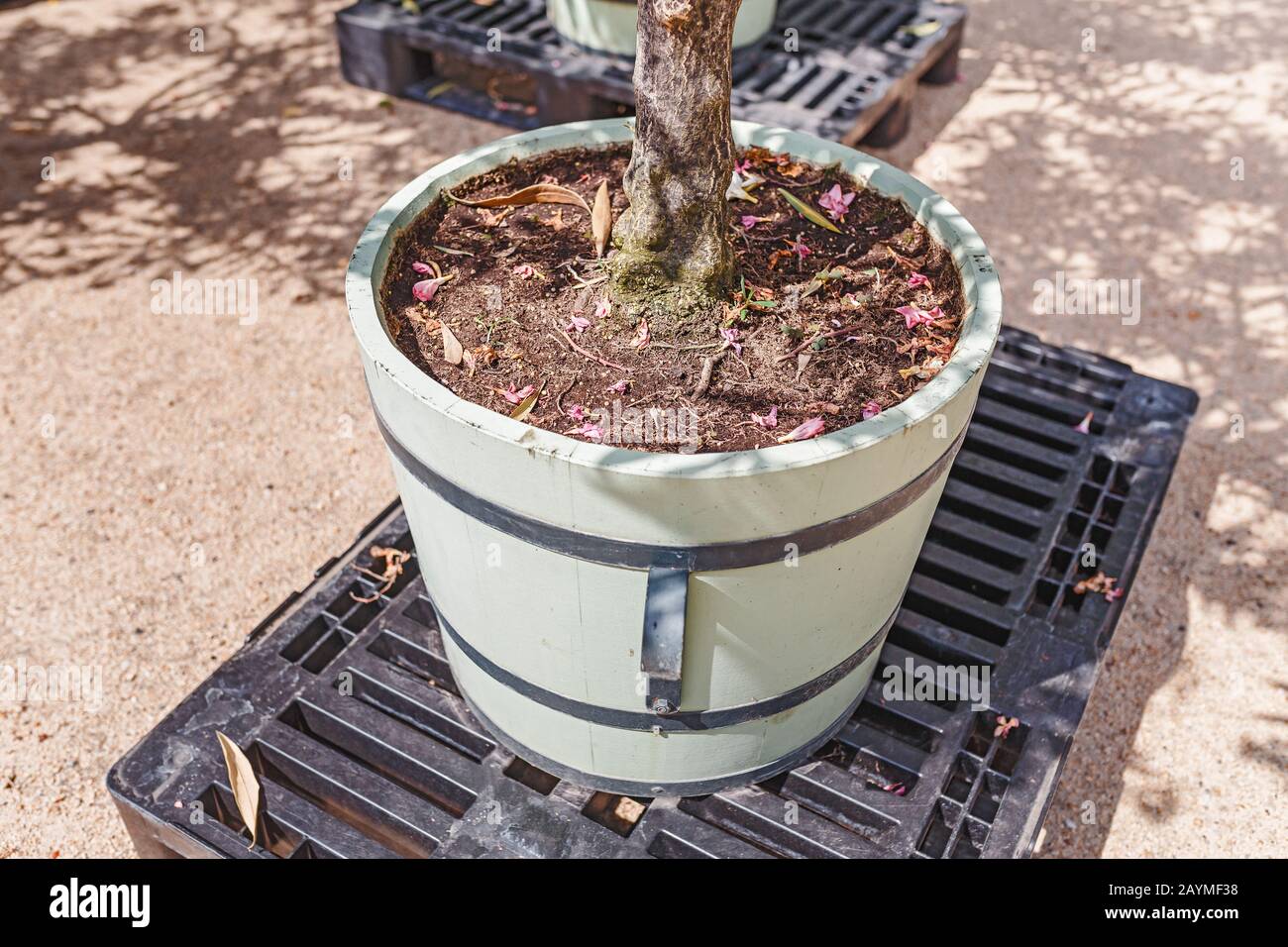 Transplanting Nerium Oleander tree in city park Stock Photo Alamy