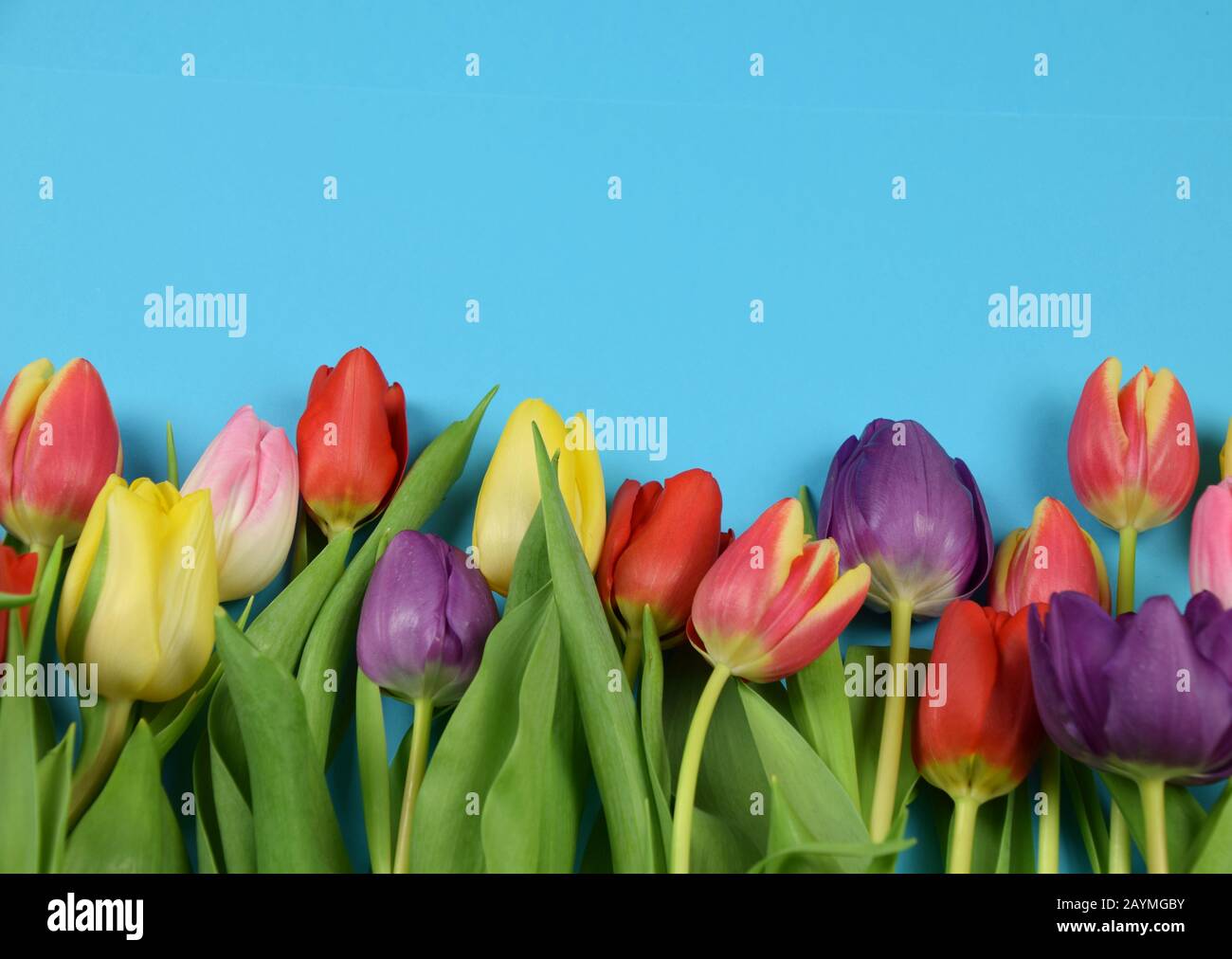 springtime - beginning of the year - tulips on colored background Stock Photo