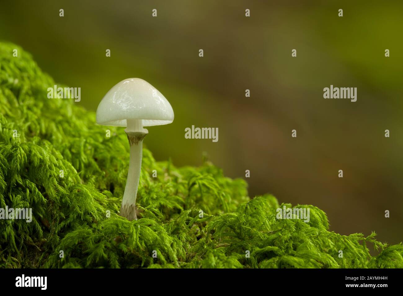 Porcelain fungus (Oudemansiella mucida) on a moss covered beech branch. Stock Photo