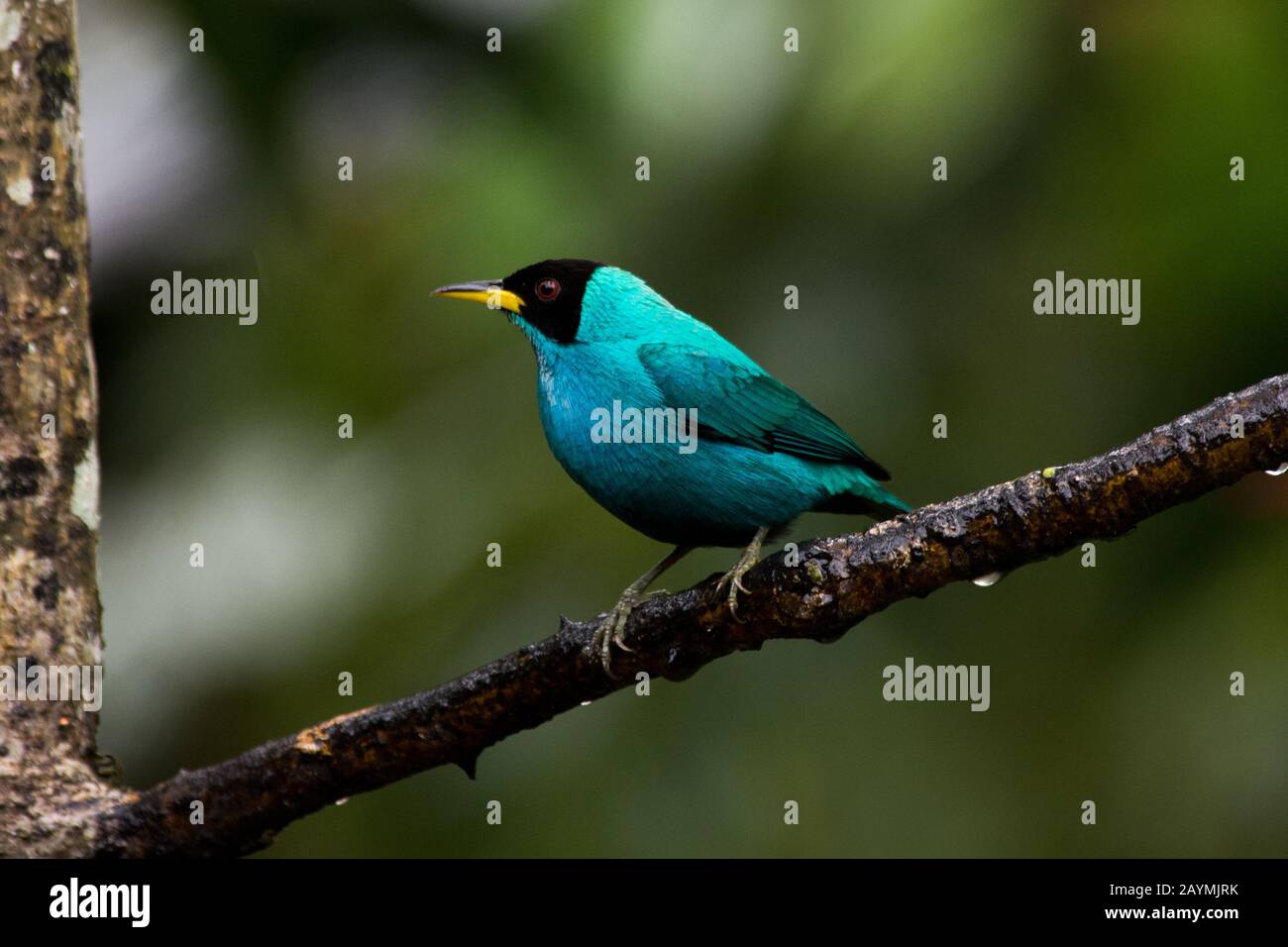 Schwarzer kleiner vogel hi-res stock photography and images - Alamy