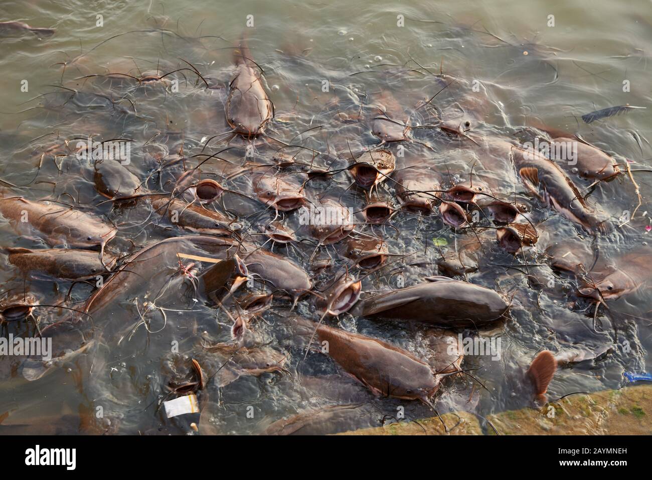 catfish in Gadisar Lake, Jaisalmer, Rajasthan, India Stock Photo