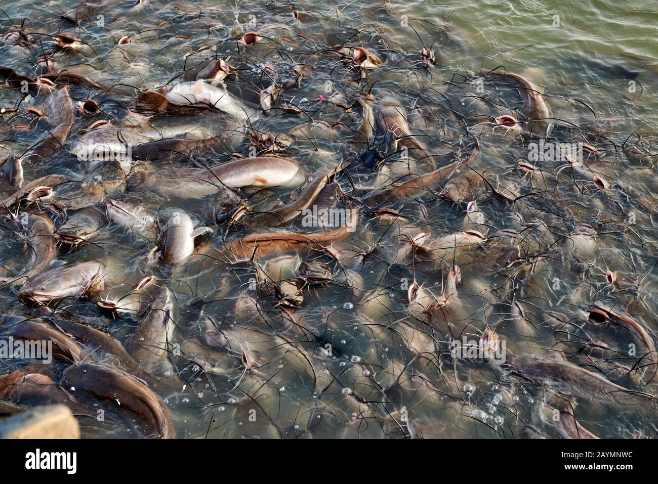 catfish in Gadisar Lake, Jaisalmer, Rajasthan, India Stock Photo